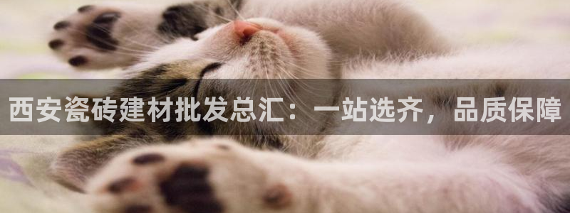 杏鑫招商总代